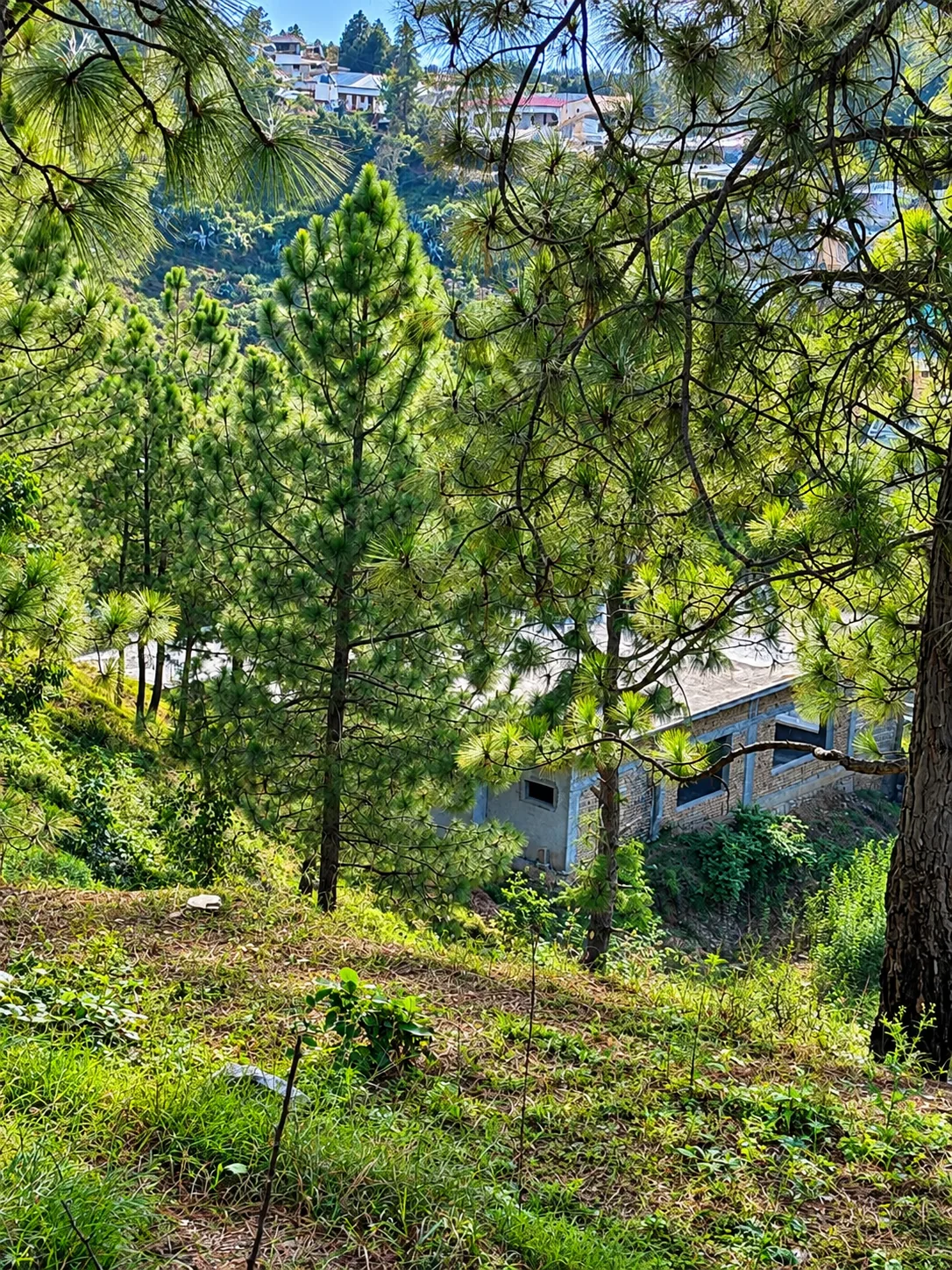 A pine slope with a building under construction at Shimla Hill City