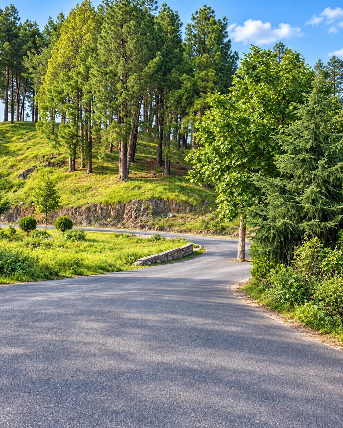 A paved road curving through the developed pine hillside